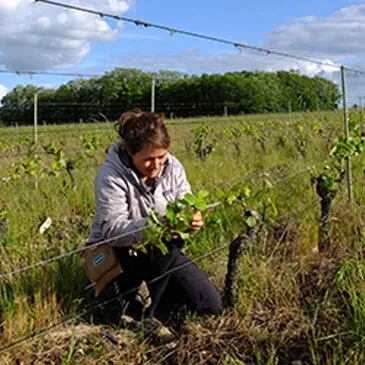 Cours d'œnologie, département Loire Atlantique Cours d'œnologie, département Loire Atlantique