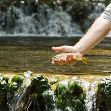 Champagne-sur-Loue, à 40 min de Dôle, Jura (39) - Pêche au gros Champagne-sur-Loue, à 40 min de Dôle, Jura (39) - Pêche au gros