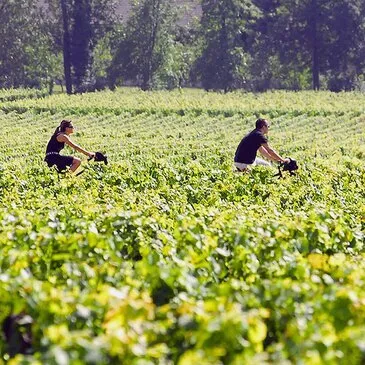 Œnotourisme près de Bordeaux Œnotourisme près de Bordeaux