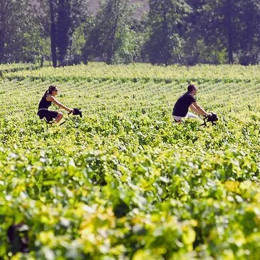Saint-Michel-de-Fronsac, à 35 min de Bordeaux, Gironde (33) - Week end Gastronomique Saint-Michel-de-Fronsac, à 35 min de Bordeaux, Gironde (33) - Week end Gastronomique