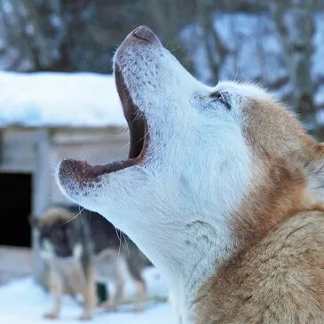 Chien de Traîneau, département Pyrénées orientales Chien de Traîneau, département Pyrénées orientales