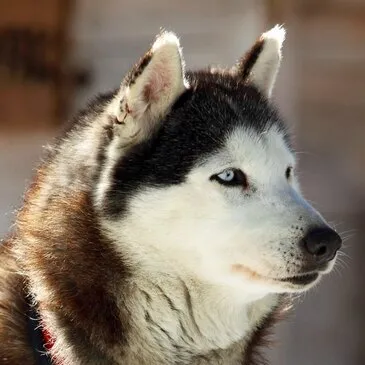Porté-Puymorens, Pyrénées orientales (66) - Chien de Traîneau Porté-Puymorens, Pyrénées orientales (66) - Chien de Traîneau