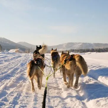 Conduite d'un Attelage de Chiens de Traîneau - Pyrénées Catalanes Conduite d'un Attelage de Chiens de Traîneau - Pyrénées Catalanes