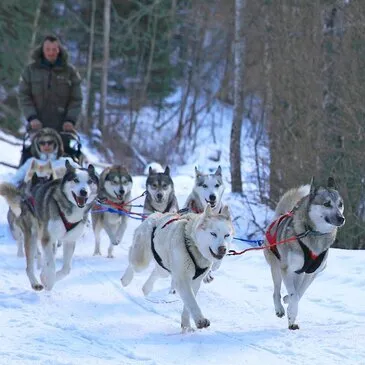 Chien de Traîneau, département Pyrénées orientales Chien de Traîneau, département Pyrénées orientales
