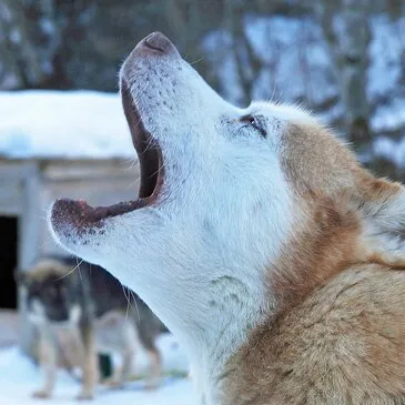 Chien de Traîneau en région Languedoc-Roussillon Chien de Traîneau en région Languedoc-Roussillon
