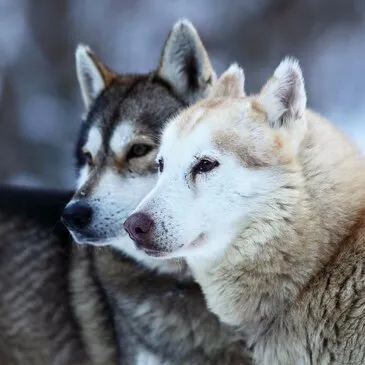 Pyrénées orientales (66) Languedoc-Roussillon - Montagne - Sports d'Hiver Pyrénées orientales (66) Languedoc-Roussillon - Montagne - Sports d'Hiver