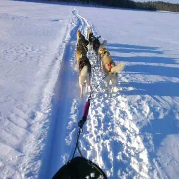Porté-Puymorens, Pyrénées orientales (66) - Chien de Traîneau Porté-Puymorens, Pyrénées orientales (66) - Chien de Traîneau