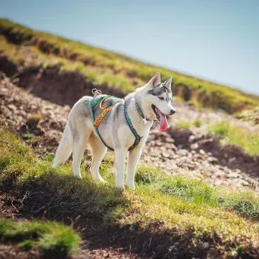 Chien de Traîneau, département Pyrénées orientales Chien de Traîneau, département Pyrénées orientales