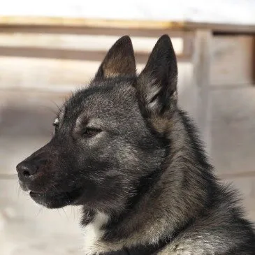 Col de Porté-Puymorens, Pyrénées orientales (66) - Chien de Traîneau