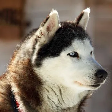 Chien de Traîneau proche Col de Porté-Puymorens Chien de Traîneau proche Col de Porté-Puymorens