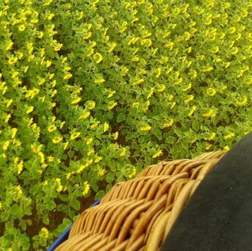 Sport Aérien en région Pays-de-la-Loire Sport Aérien en région Pays-de-la-Loire