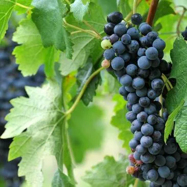 Balade en 2CV et Découverte du Terroir en Bourgogne en région Bourgogne Balade en 2CV et Découverte du Terroir en Bourgogne en région Bourgogne