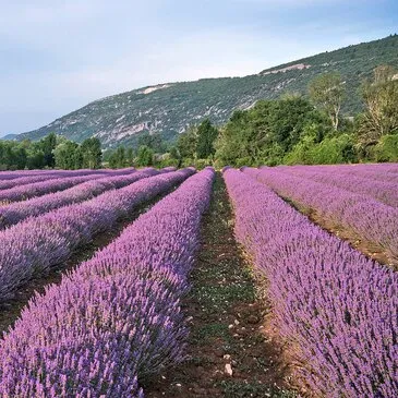 Week end Gastronomique en région PACA et Corse Week end Gastronomique en région PACA et Corse