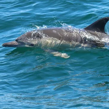 Sortie en Mer à la rencontre des Dauphins à Lorient Sortie en Mer à la rencontre des Dauphins à Lorient