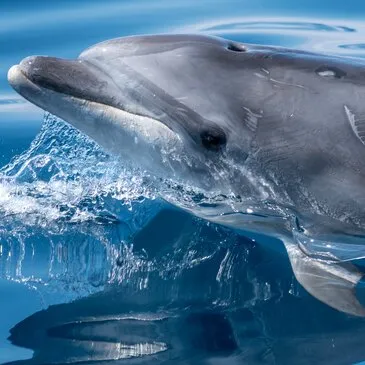 Balade en bateau, département Morbihan Balade en bateau, département Morbihan