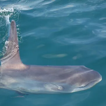 Balade en bateau proche Lorient ou Port-Louis Balade en bateau proche Lorient ou Port-Louis