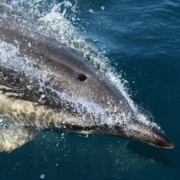 Sortie en Mer à la rencontre des Dauphins à Lorient en région Bretagne Sortie en Mer à la rencontre des Dauphins à Lorient en région Bretagne