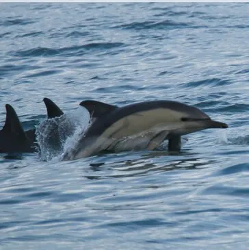 Sport Aquatique en région Bretagne Sport Aquatique en région Bretagne