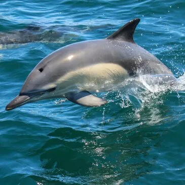 Réserver Balade en bateau département Morbihan Réserver Balade en bateau département Morbihan