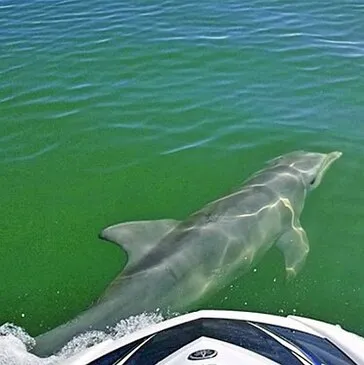 Loire Atlantique (44) Pays-de-la-Loire - Sport Aquatique Loire Atlantique (44) Pays-de-la-Loire - Sport Aquatique