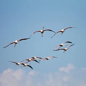 Baptême en ULM Multiaxe à Montpellier en région Languedoc-Roussillon Baptême en ULM Multiaxe à Montpellier en région Languedoc-Roussillon