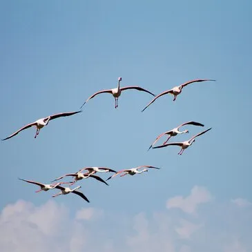 Baptême en ULM Multiaxe - Survol de la Camargue en région Languedoc-Roussillon Baptême en ULM Multiaxe - Survol de la Camargue en région Languedoc-Roussillon