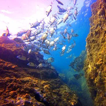 Baptême de Plongée au Barcarès Baptême de Plongée au Barcarès