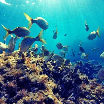 Pyrénées orientales (66) Languedoc-Roussillon - Sport Aquatique Pyrénées orientales (66) Languedoc-Roussillon - Sport Aquatique