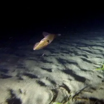 Baptême de plongée proche Le Barcarès Baptême de plongée proche Le Barcarès