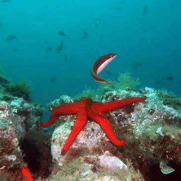 Baptême de Plongée au Barcarès en région Languedoc-Roussillon Baptême de Plongée au Barcarès en région Languedoc-Roussillon