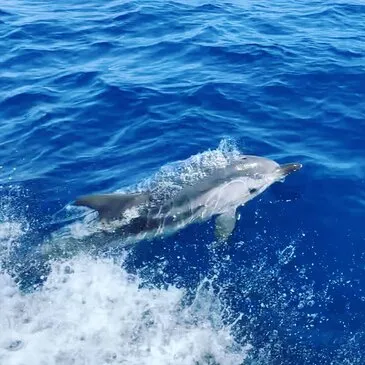 Balade en bateau en région PACA et Corse Balade en bateau en région PACA et Corse