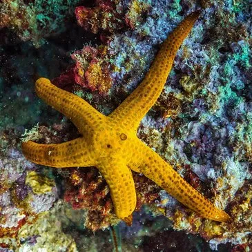 Alpes Maritimes (06) PACA et Corse - Sport Aquatique Alpes Maritimes (06) PACA et Corse - Sport Aquatique