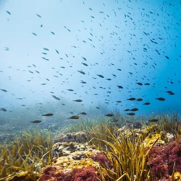 Villeneuve-Loubet, Alpes Maritimes (06) - Balade en bateau Villeneuve-Loubet, Alpes Maritimes (06) - Balade en bateau
