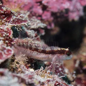 Balade en bateau proche Villeneuve-Loubet Balade en bateau proche Villeneuve-Loubet