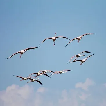 Baptême en Hélicoptère à Montpellier en région Languedoc-Roussillon Baptême en Hélicoptère à Montpellier en région Languedoc-Roussillon