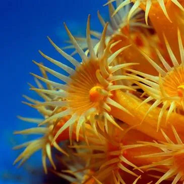 Offrir Baptême de plongée département Var Offrir Baptême de plongée département Var