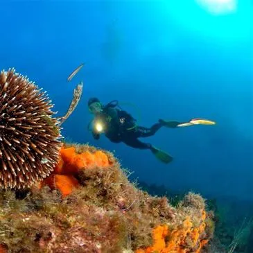 Offrir Baptême de plongée en PACA et Corse Offrir Baptême de plongée en PACA et Corse