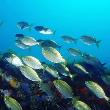 Saint-Tropez, Var (83) - Baptême de plongée Saint-Tropez, Var (83) - Baptême de plongée