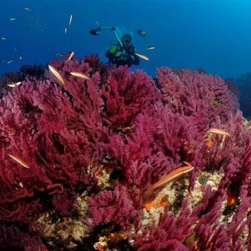 Baptême de plongée proche Saint-Tropez Baptême de plongée proche Saint-Tropez