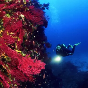 Sport Aquatique en région PACA et Corse Sport Aquatique en région PACA et Corse
