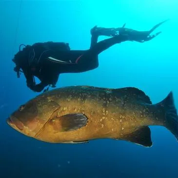 Réserver Baptême de plongée en PACA et Corse Réserver Baptême de plongée en PACA et Corse