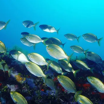 Baptême de plongée, département Var Baptême de plongée, département Var