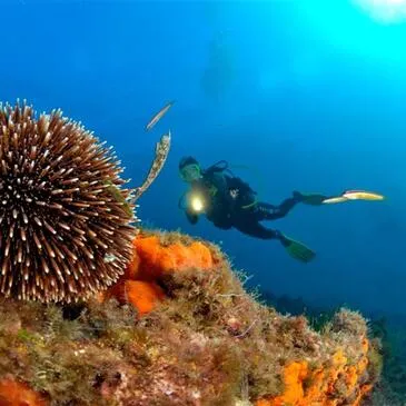 Baptême de plongée proche Hyères Baptême de plongée proche Hyères