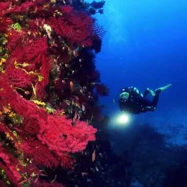 Réserver Baptême de plongée département Var Réserver Baptême de plongée département Var