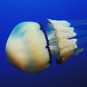 Offrir Brevet de Plongée Sous Marine en PACA et Corse Offrir Brevet de Plongée Sous Marine en PACA et Corse