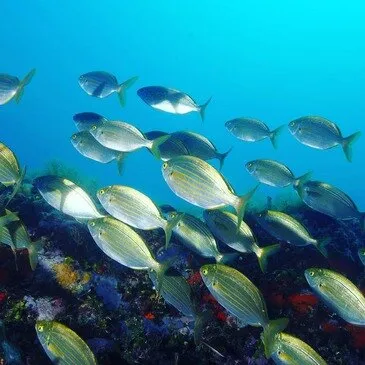Brevet de Plongée CMAS Niveau 1 à Hyères  Brevet de Plongée CMAS Niveau 1 à Hyères