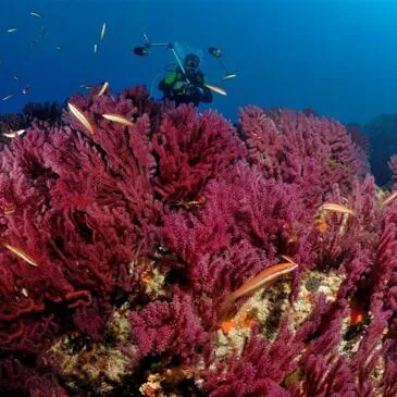 Hyères, Var (83) - Brevet de Plongée Sous Marine Hyères, Var (83) - Brevet de Plongée Sous Marine