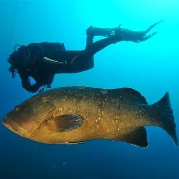 Brevet de Plongée Sous Marine proche Hyères Brevet de Plongée Sous Marine proche Hyères