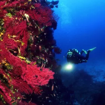 Brevet de Plongée CMAS Niveau 1 à Hyères  en région PACA et Corse Brevet de Plongée CMAS Niveau 1 à Hyères  en région PACA et Corse