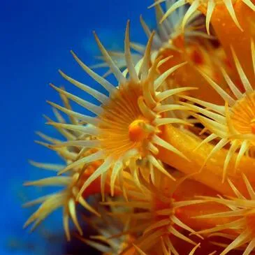 Sport Aquatique en région PACA et Corse Sport Aquatique en région PACA et Corse